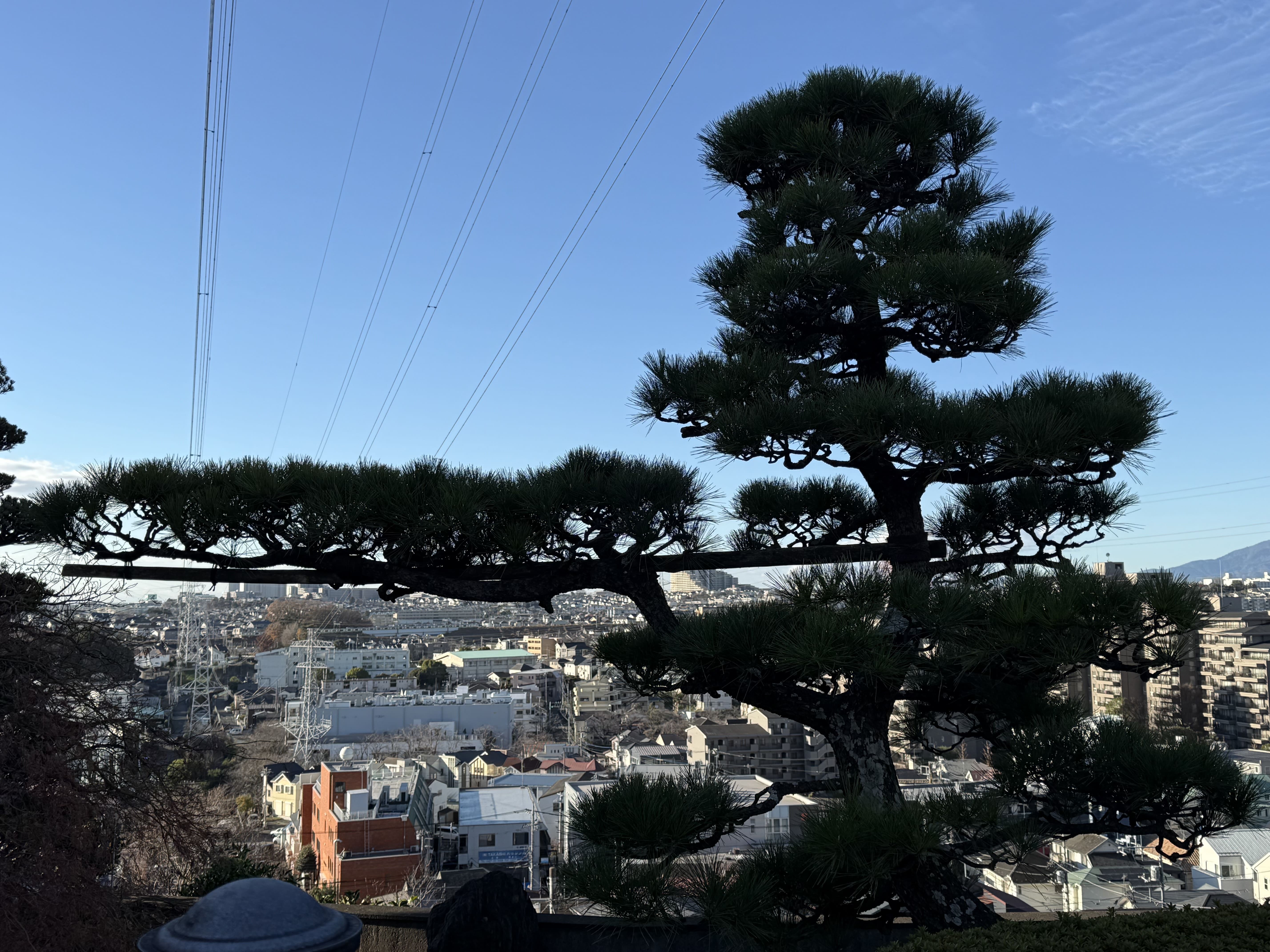 剪定前